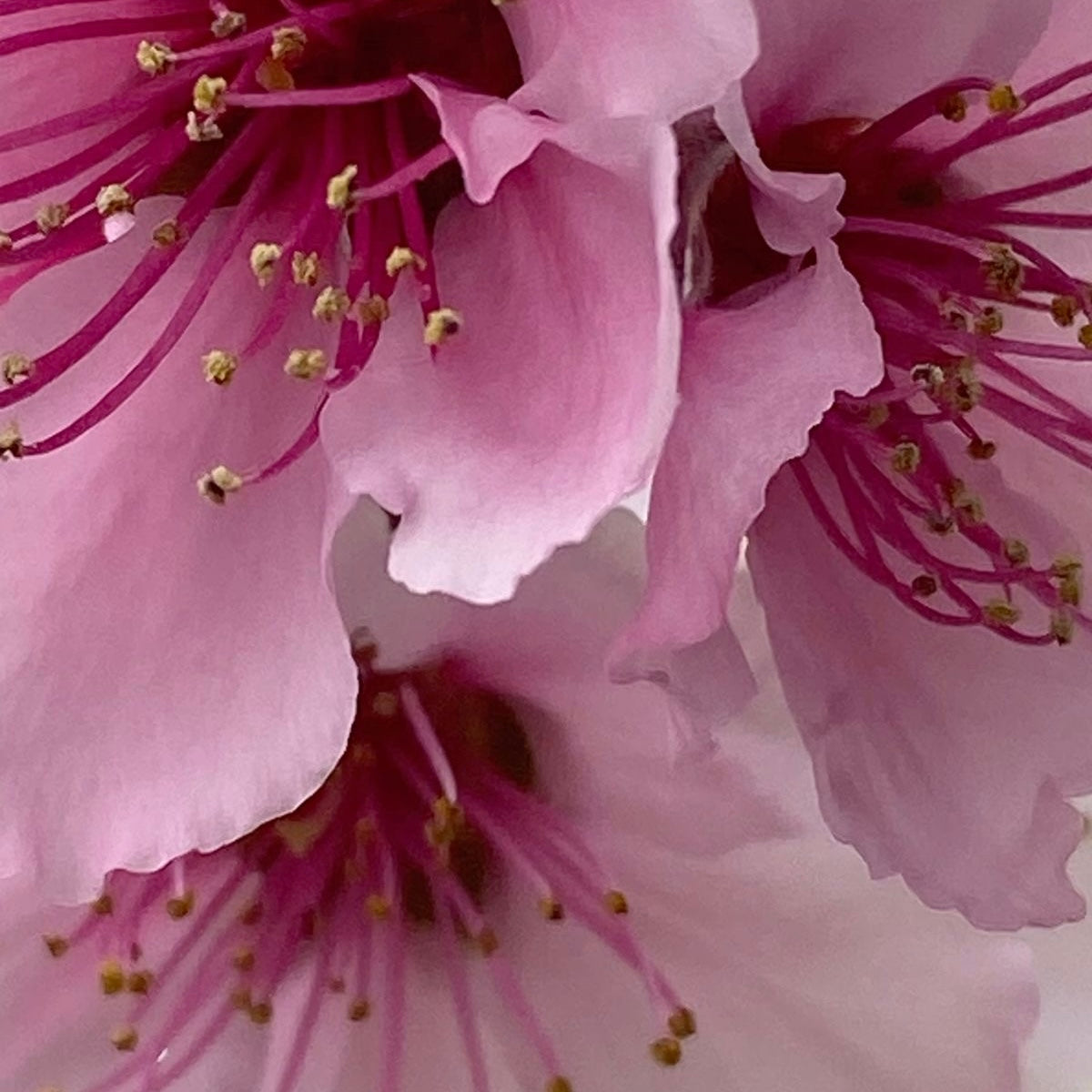 Commission for Katie