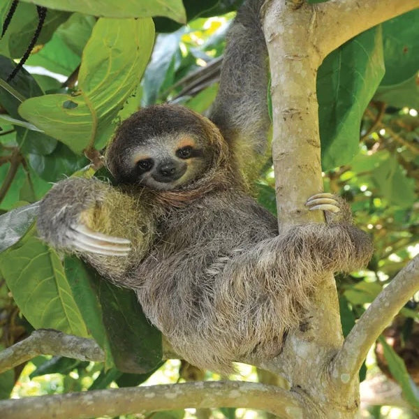 The Sloth Terrarium